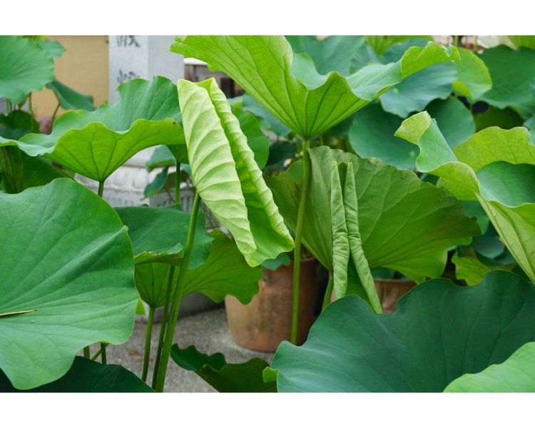 この丸まった葉は枯れているのではなく、これから開いていくところなのだそう。比叡山で回峰行者の方が頭に頂く桧笠は未開の蓮華をかたどったものだそうだが、まさにその姿が重なる。