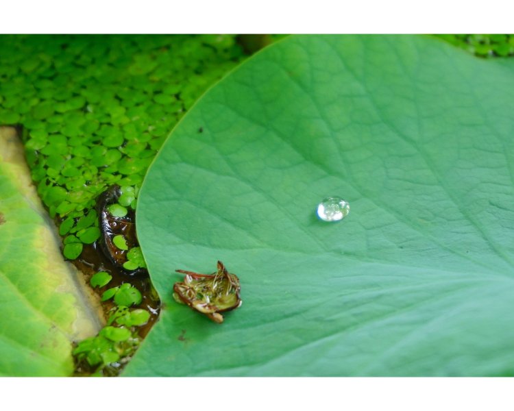 葉が水を弾くため、雨が降った日にも水やりが必要なのだそう。