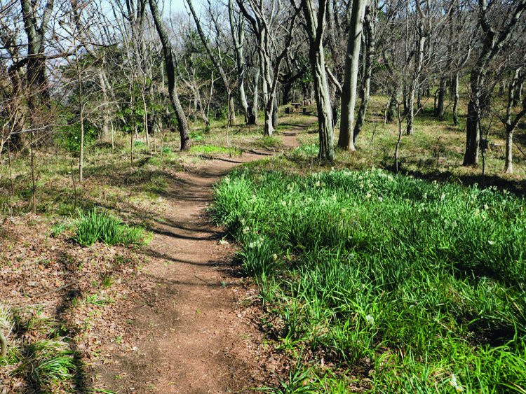 浅間山の手前の尾根道には広場のようなところにスイセンが咲いていた。近くにはエノキの巨木がある。