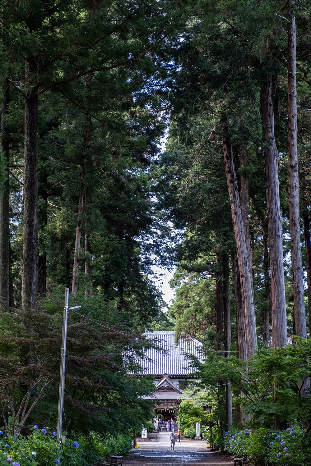例年6月にはアジサイ見物の参拝者でにぎわう日本寺。杉木立の先に本堂が見える。