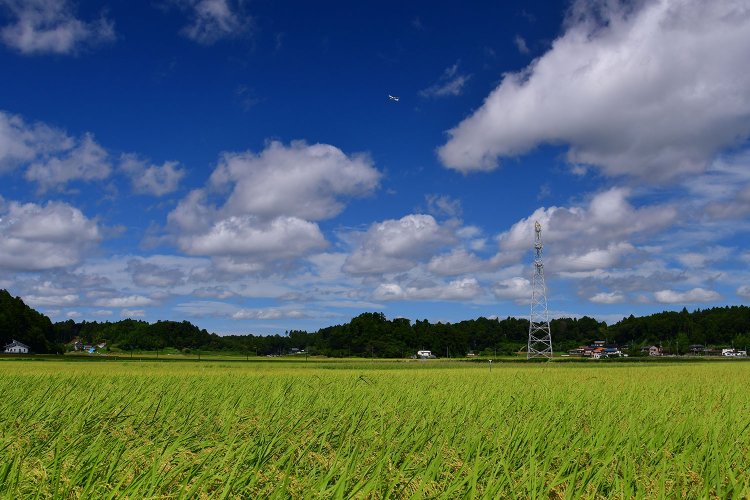 収穫を控えた多古米の水田（写真提供＝多古町企画政策課）。