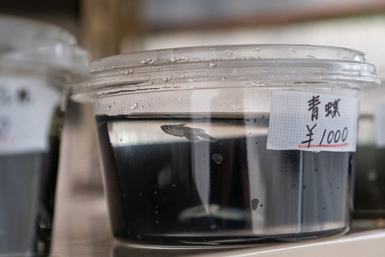 メダカの数は種類により異なり1ケース当たり2～7匹。価格は500～2000円（500円単位）と相場より格安で、飼育のしやすさも魅力だ。