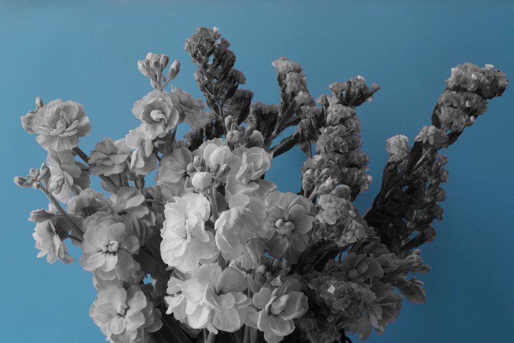 【カメラガールズ】「パートカラー」で写真を アートな雰囲気に！