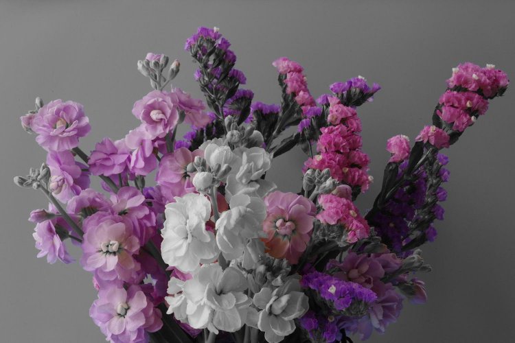 【カメラガールズ】「パートカラー」で写真を アートな雰囲気に！