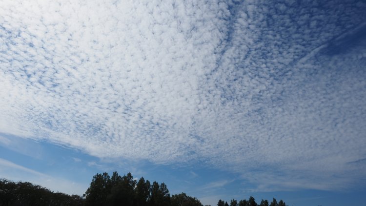 空には”大漁”のいわし雲が広がる。撮影：高橋和也