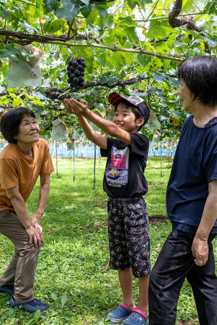 ぶどう狩り体験は産地ならではのお楽しみ。ぶどう狩りの有無や期間は農園ごとに異なる。