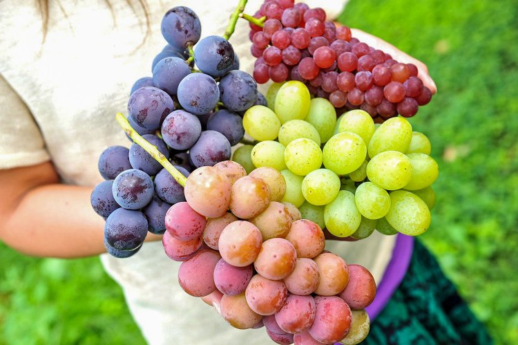 品種ごとに収穫時期が変わり、直売所での販売は例年9月下旬前後まで（写真提供＝榛東村産業振興課）。