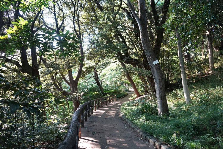 小石川植物園内。美しい緑が眩しく、散歩にはもってこいの公園だ。