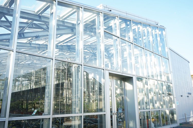 植物園の大きな見どころのひとつといえる、公開温室。熱帯や亜熱帯地域に生息する植物もここで育てている。