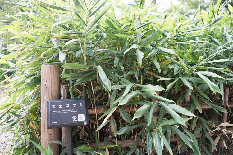 最終週の週タイトルとなった「スエコザサ」。