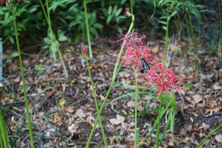 庭園として開放されていて、美しい花や木が植えられている。牧野富太郎が植えたという木も多い。