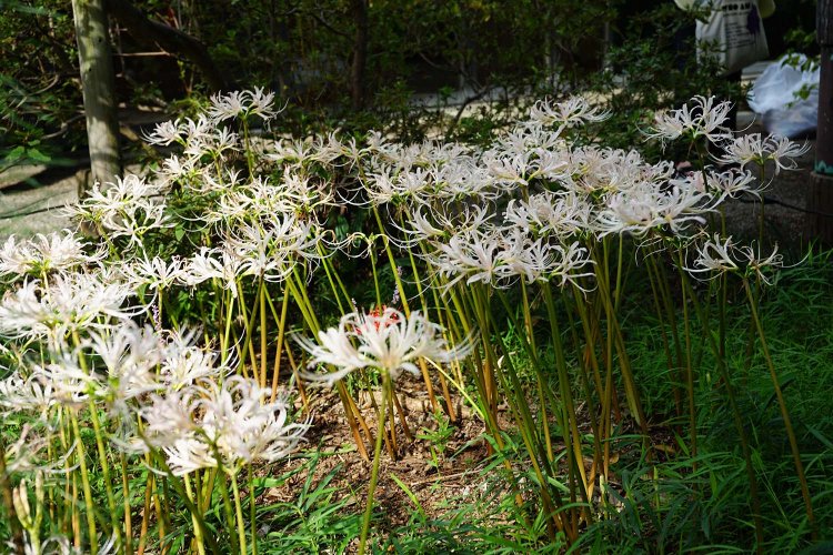 「牧野記念庭園」ではさまざまな植物にふれて、違う季節にも訪れたくなった。植物との距離が少しだけ近くなった、素敵な半年間だった。