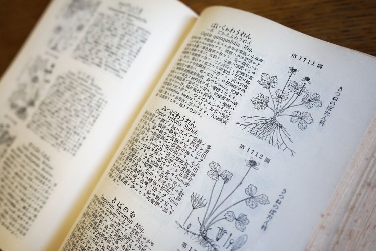 この美しい物語を象徴した花、バイカオウレンの名を発見。健気な美しい花が見事に描かれている。