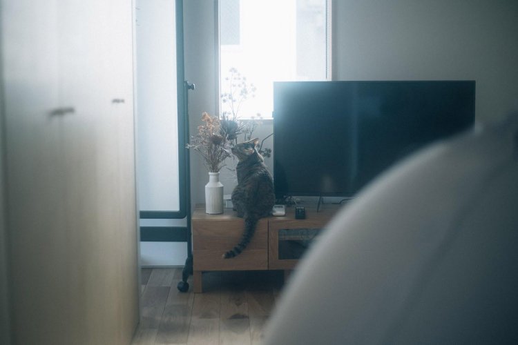 SONY α7RⅢ＋CONTAX Carl Zeiss PlanarT* 50mm F1.4で撮影。