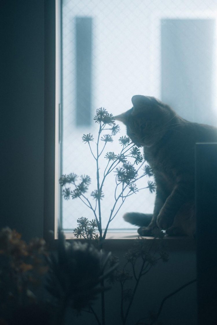 SONY α7RⅢ＋CONTAX Carl Zeiss PlanarT* 50mm F1.4で撮影。