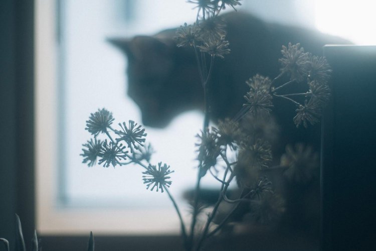 SONY α7RⅢ＋CONTAX Carl Zeiss PlanarT* 50mm F1.4で撮影。