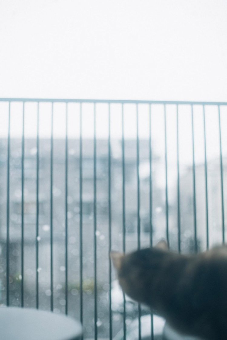 SONY α7RⅢ＋CONTAX Carl Zeiss PlanarT* 50mm F1.4で撮影。