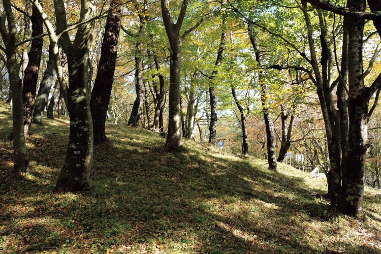 足柄万葉公園内の森。車道の近くに並行して道があり、散策を楽しめる。