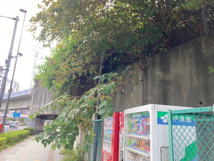 枝が越境してきてます。