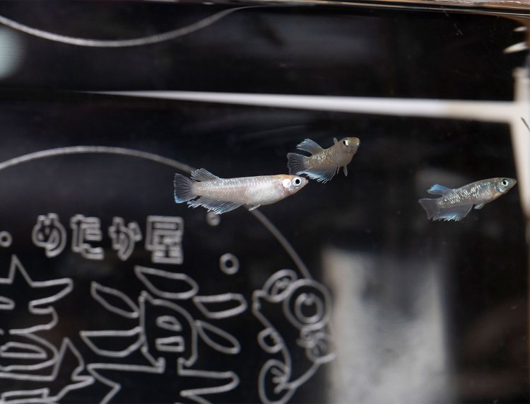 改良めだかの美しい色にほれぼれ。10匹以上すくえたらプレゼントも。