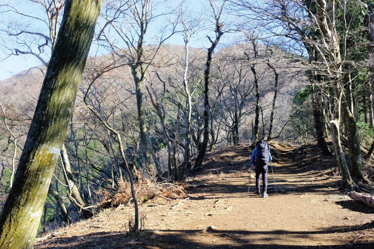 イタツミ尾根の中間地点付近。表参道の合流地点まではヤビツ峠から約1時間20分。