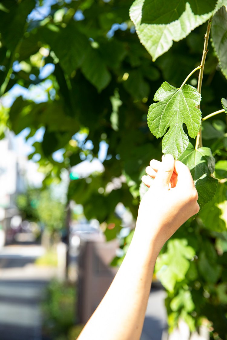 JR八王子駅北口から続く桑並木通り。街路樹に桑の木が用いられるのは全国でも珍しいという。