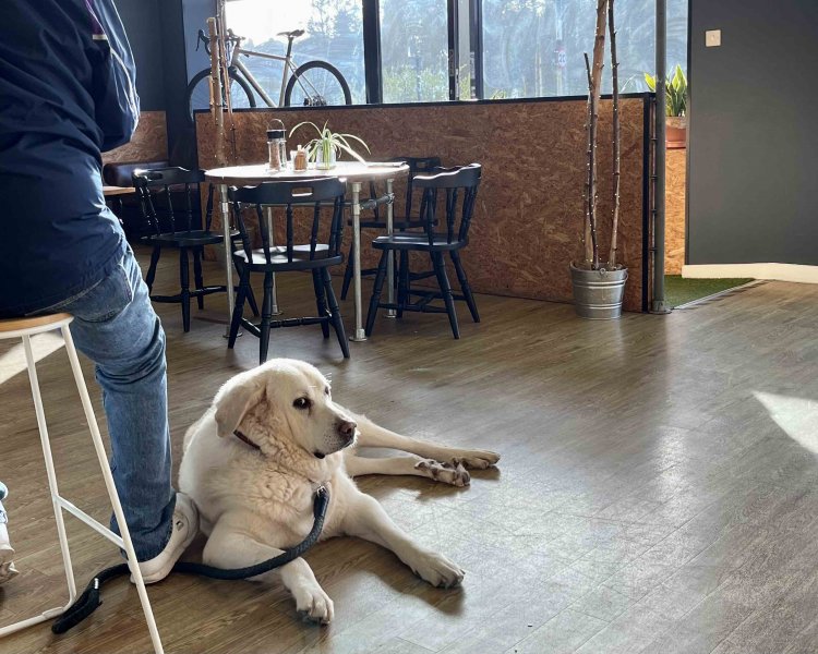 カフェでリラックスする常連わんこ。