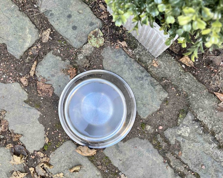 建物入り口の犬へのサービス。