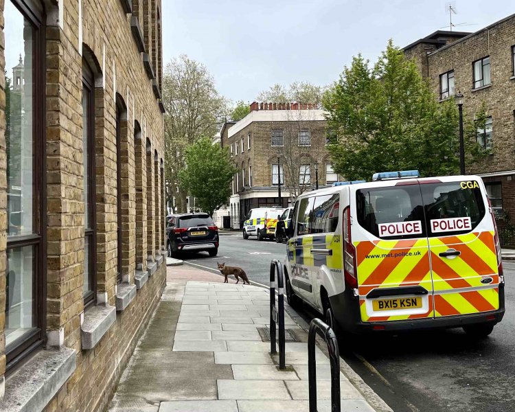 都心の歩道で目が合った。お互いびっくり。