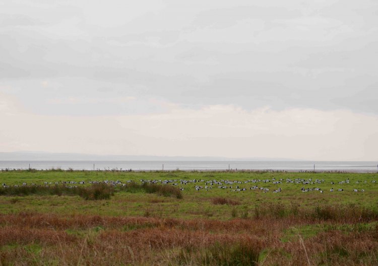 白黒大軍現る。