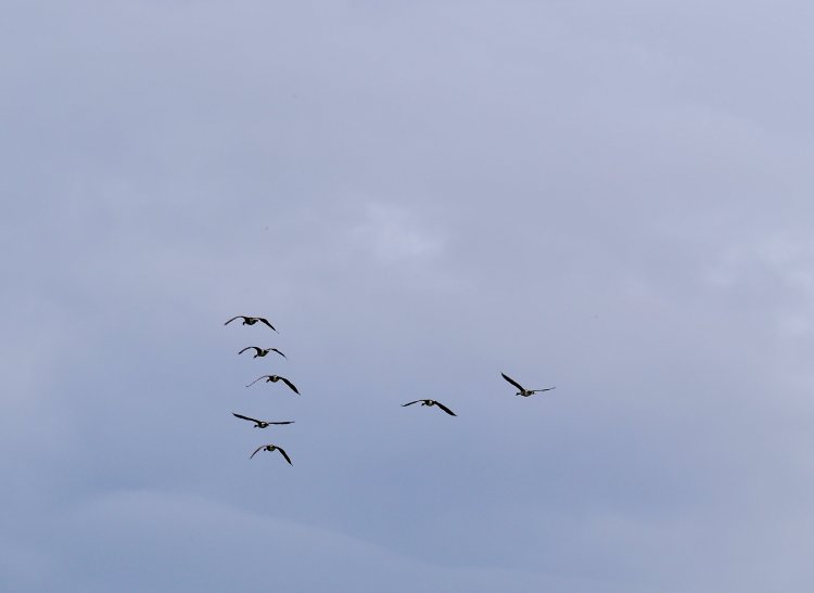 V字をなすグース(複数形になるとgeese ギース)。この形が長距離飛行を無事に乗り切る最適解らしい。