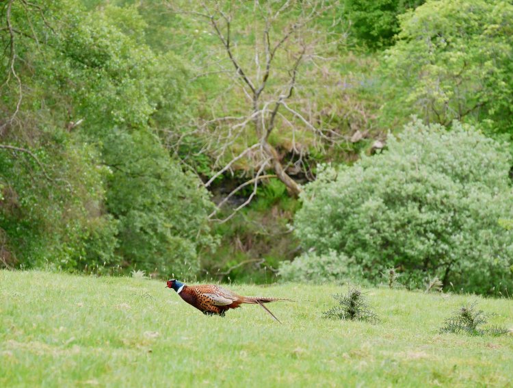 オスのフェザント。メスはもっと地味で茶色い。