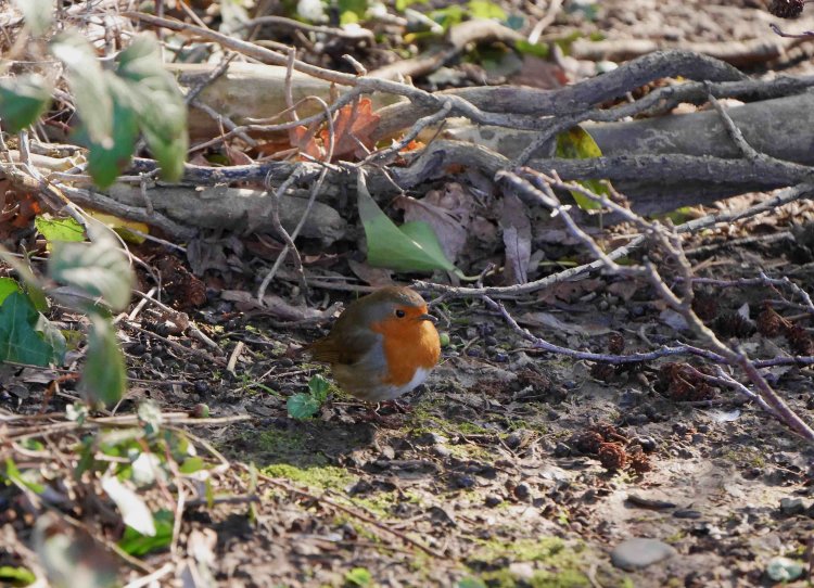 歩道の脇などにひょっこり現れる。意外と逃げない。