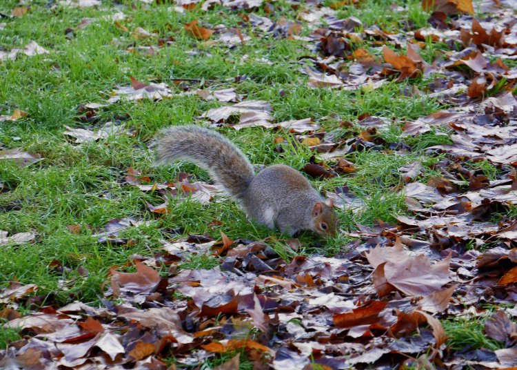 いつも忙しそうに、地面をチェックしたり、木に登ったりしている。