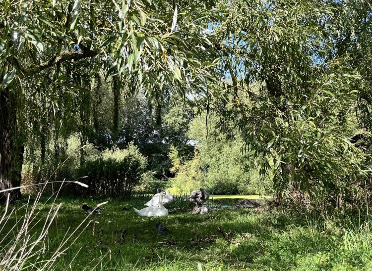 川辺にハクチョウとカモとハトが同居の図。ハクチョウは幼い頃は白くない。