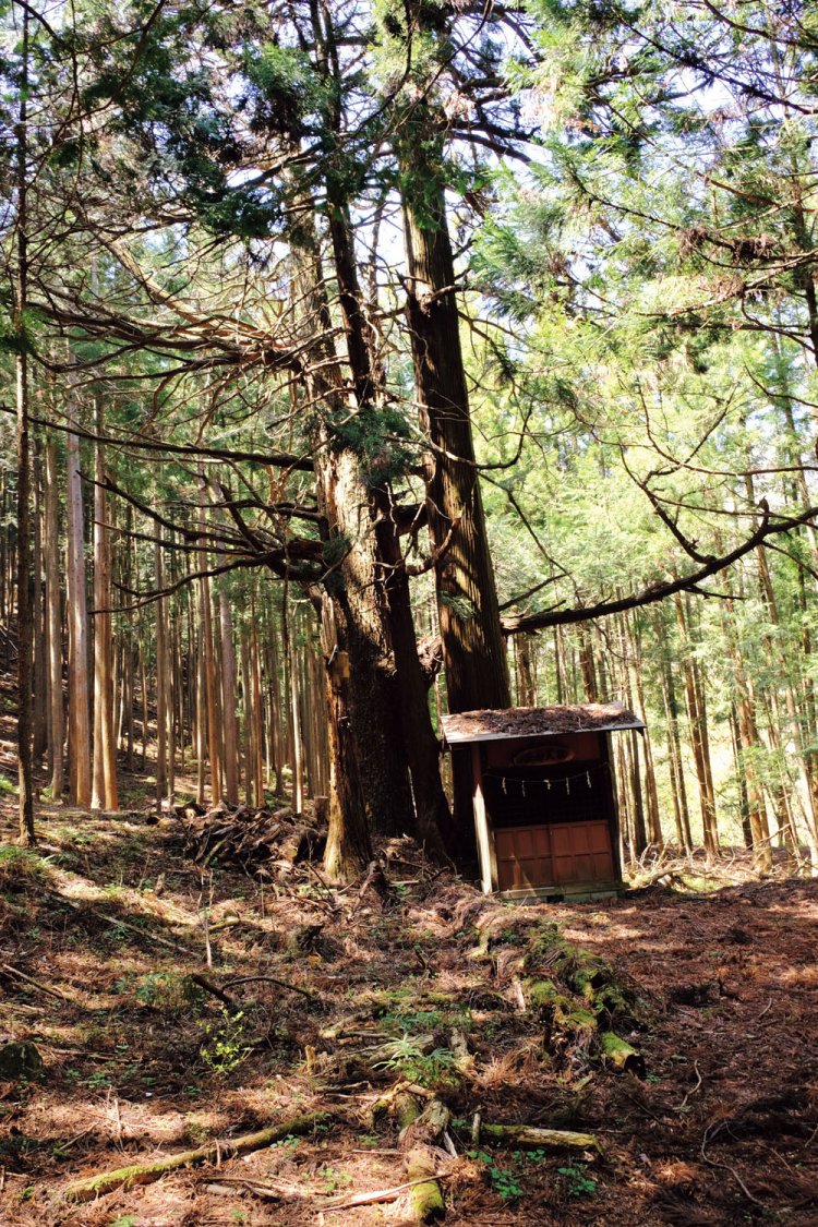 集落の中心部にある大きな御神木の下には日天様が祀られている。