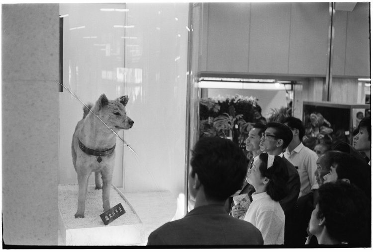 1964年の東京オリンピックなどに合わせ、ハチ公の剝製を『国立科学博物館』から一時借り出しJR渋谷駅で展示が行われた。（写真提供＝交通新聞クリエイト）