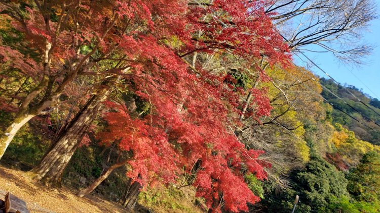 真っ赤に染まったモミジはまさに秋の風物詩。