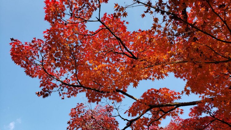 澄んだ青空は鮮やかな赤がよく映える。