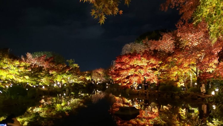 ライトアップされた紅葉を眺めながら、夜の散歩を楽しむのも風流だ。