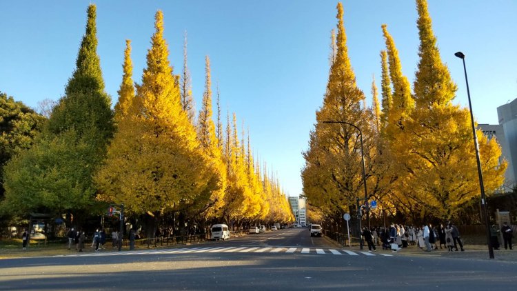 イチョウ並木の紅葉は都会ならではの景色。