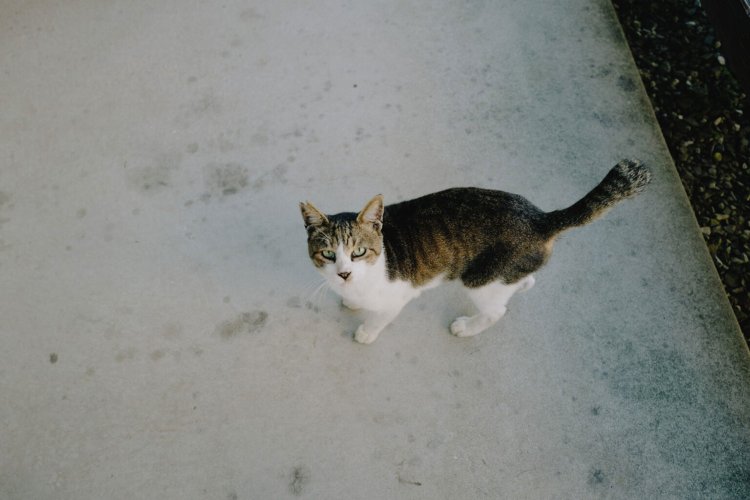 【カメラガールズ】LeicaQ(typ116)をスナップ撮影で使ってみた！