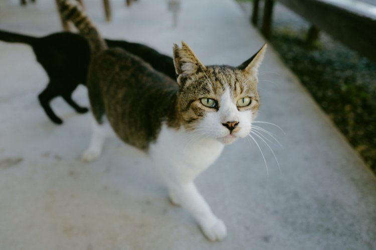 猫がよってきた瞬間。