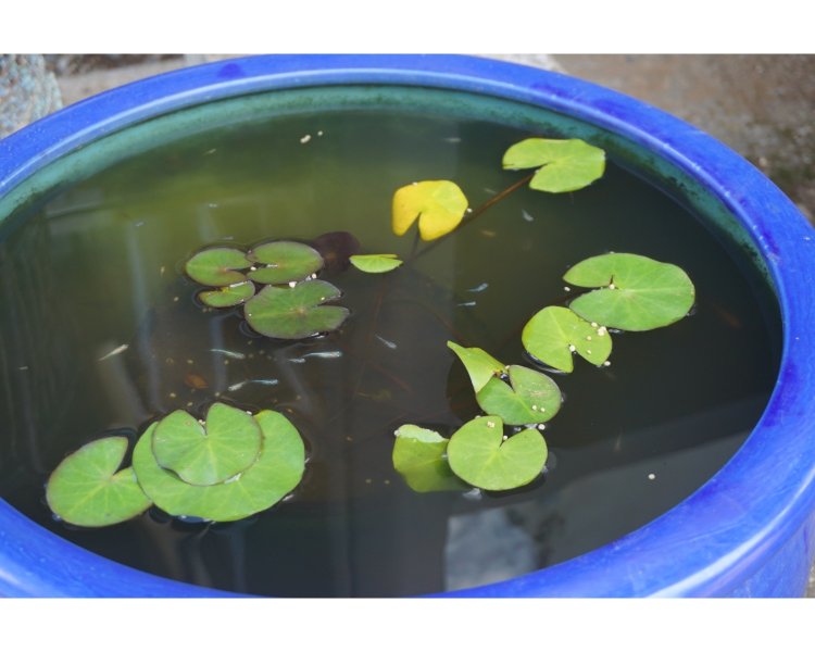 近くの小川からやってきたメダカたちが境内を泳ぐ。