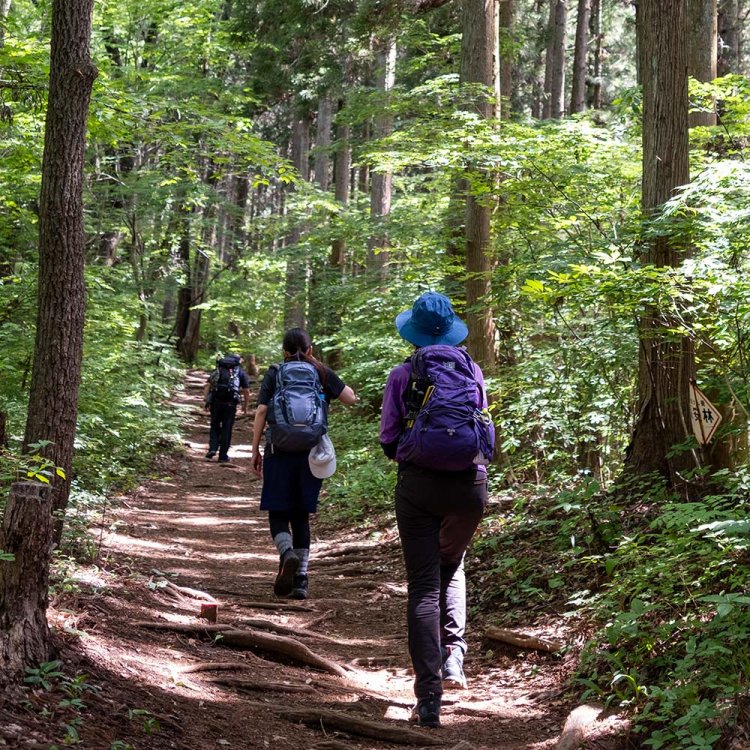 木漏れ日が心地よい一ノ尾尾根コース。なだらかで歩きやすい。