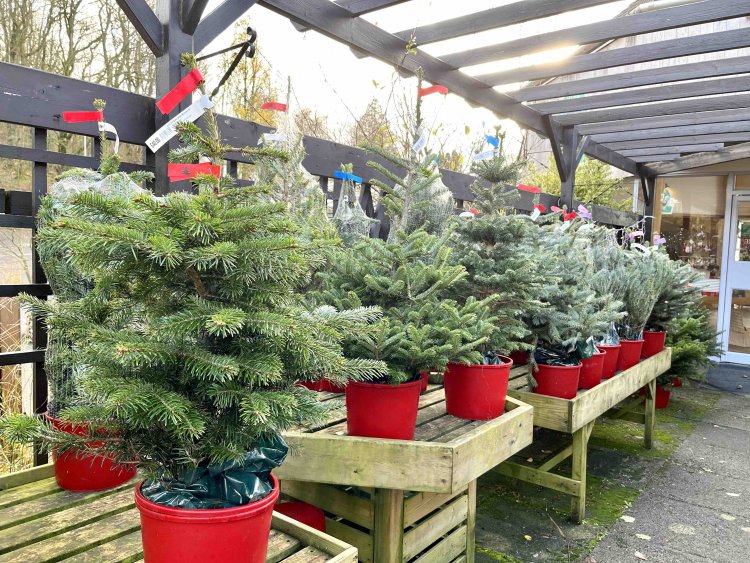 全国で毎年6〜800万本が売られるそう。