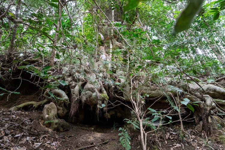 上部を人工林にしたため土壌がゆるんで流れてしまったが、根を伸ばしてふんばる大木の姿。