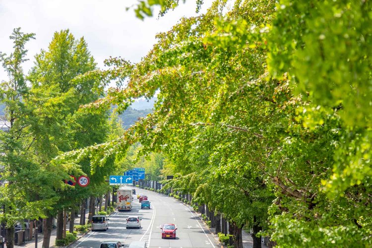 晩秋には色づく、甲州街道のイチョウ並木。