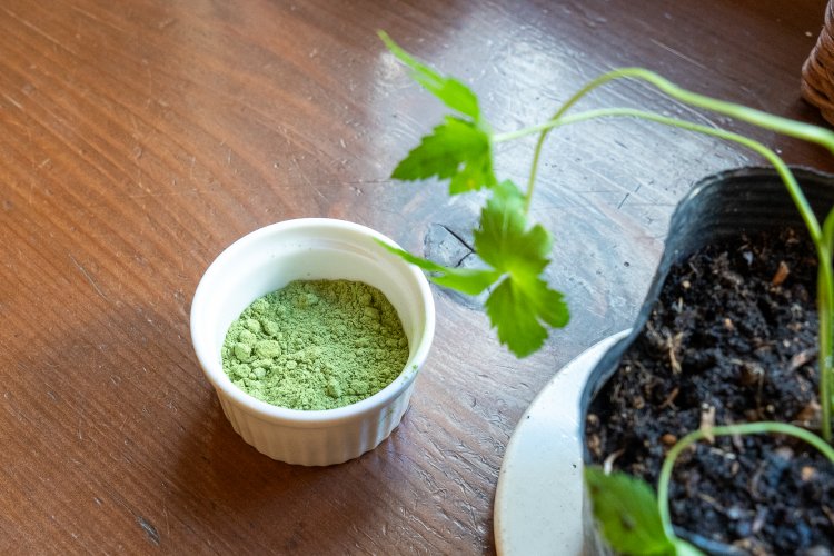 国内で栽培された当帰の葉をパウダーにしたもの。手前にあるのは、店で栽培している当帰。見た目は三つ葉にそっくり。