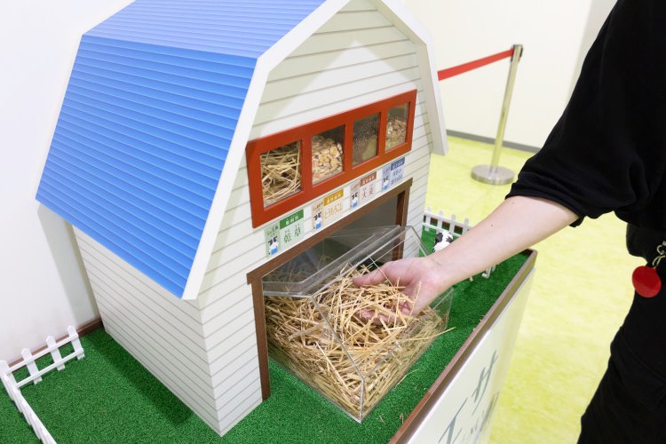 乳牛の飼料に触れるコーナーも。乳牛にまつわるクイズなども用意され、酪農についても学べる。